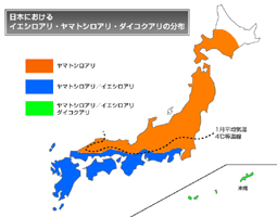 シロアリ分布図
